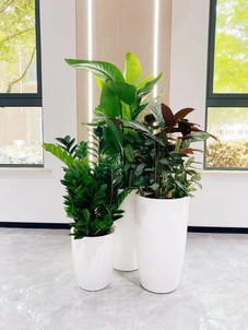 速看！宁波江北绿化修剪方案，打造别样景观