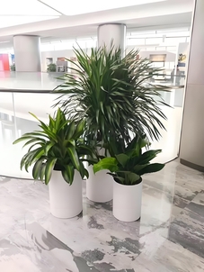 镇海花卉出租价格实惠